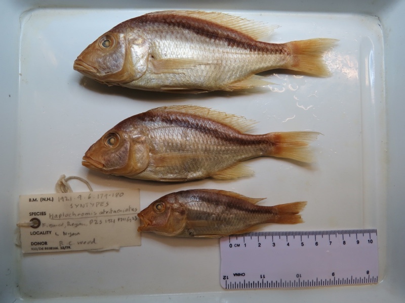 Buccochromis atritaeniatus